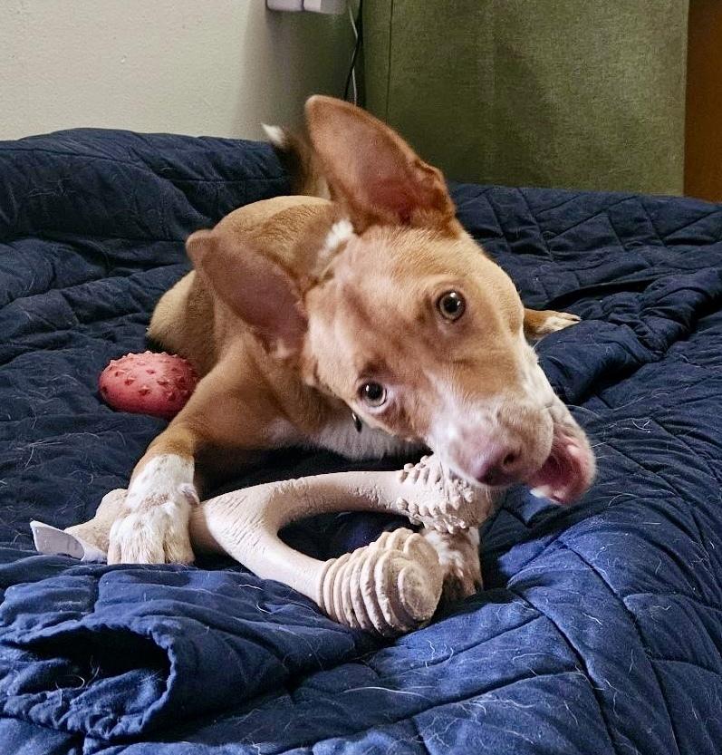 Enlarge Tango AKA Backpack, a Adoptable mixed breed in Portland, OR image 6/6