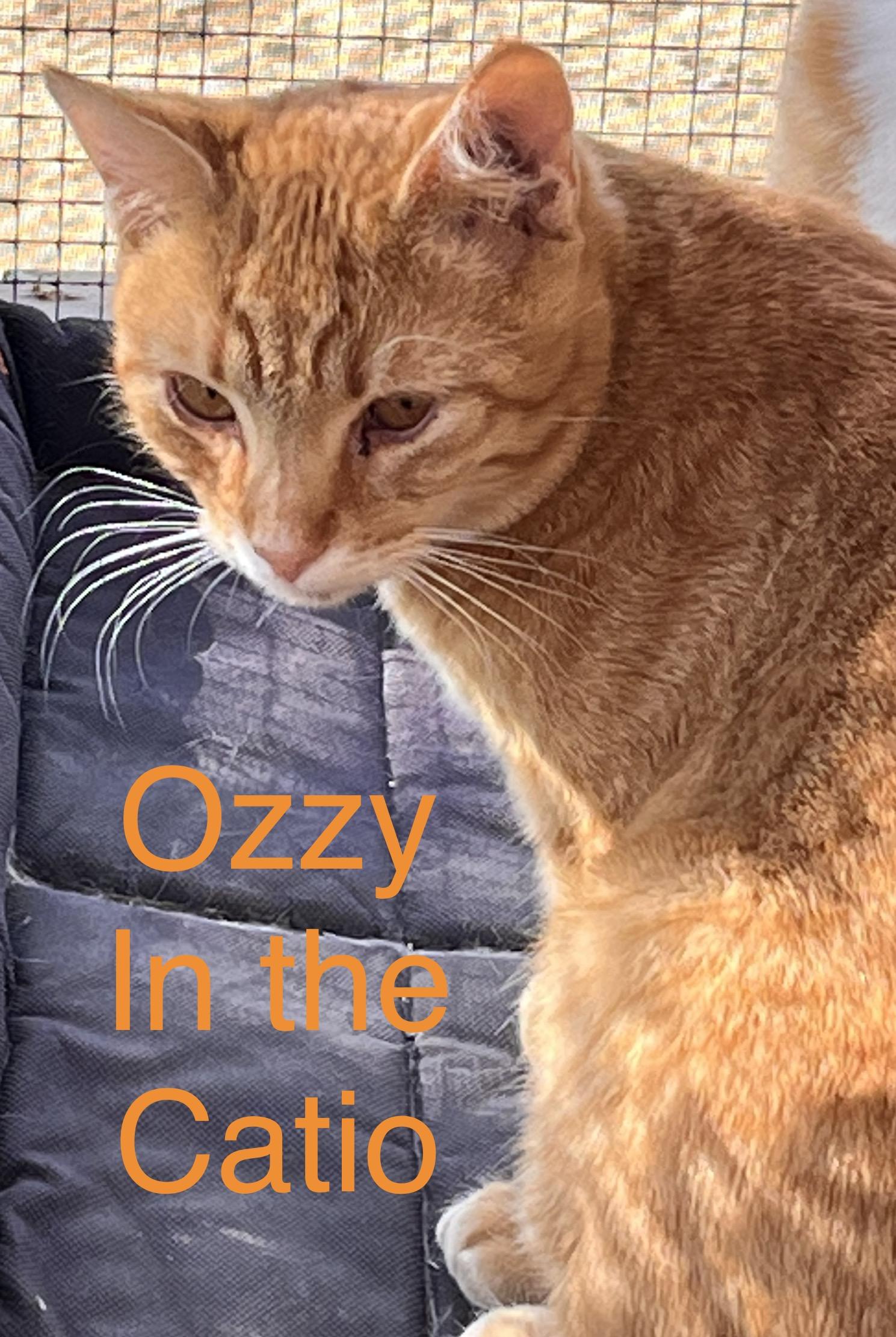 Enlarge Ozzie, a Adoptable mixed breed in Moreno Valley, CA image 1/2