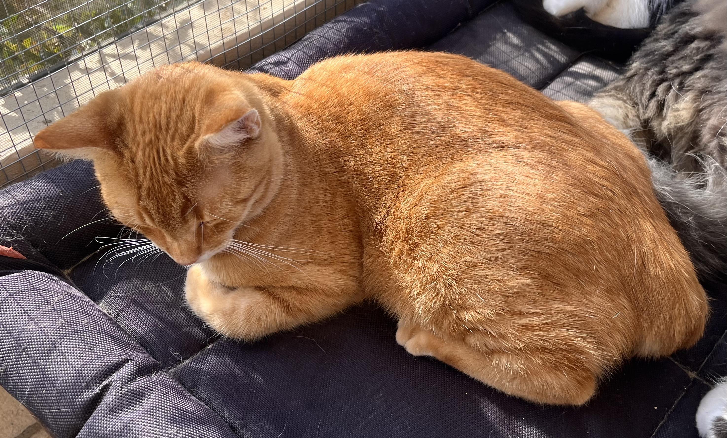 Enlarge Ozzie, a Adoptable mixed breed in Moreno Valley, CA image 2/2