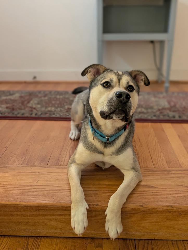 Enlarge Monty "Monster", a ADOPTABLE mixed breed in Maidens, VA image 1/2