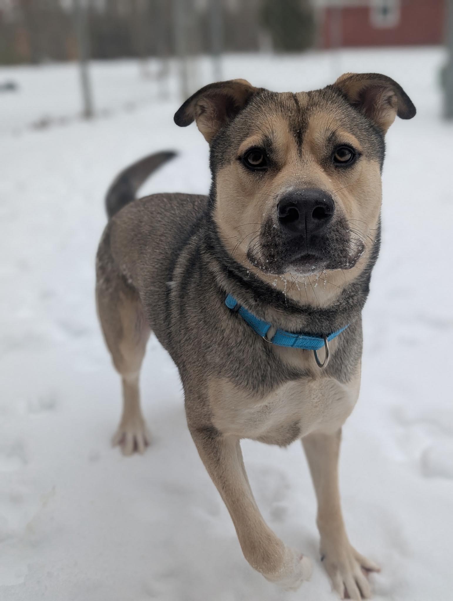 Enlarge Monty "Monster", a ADOPTABLE mixed breed in Maidens, VA image 2/2