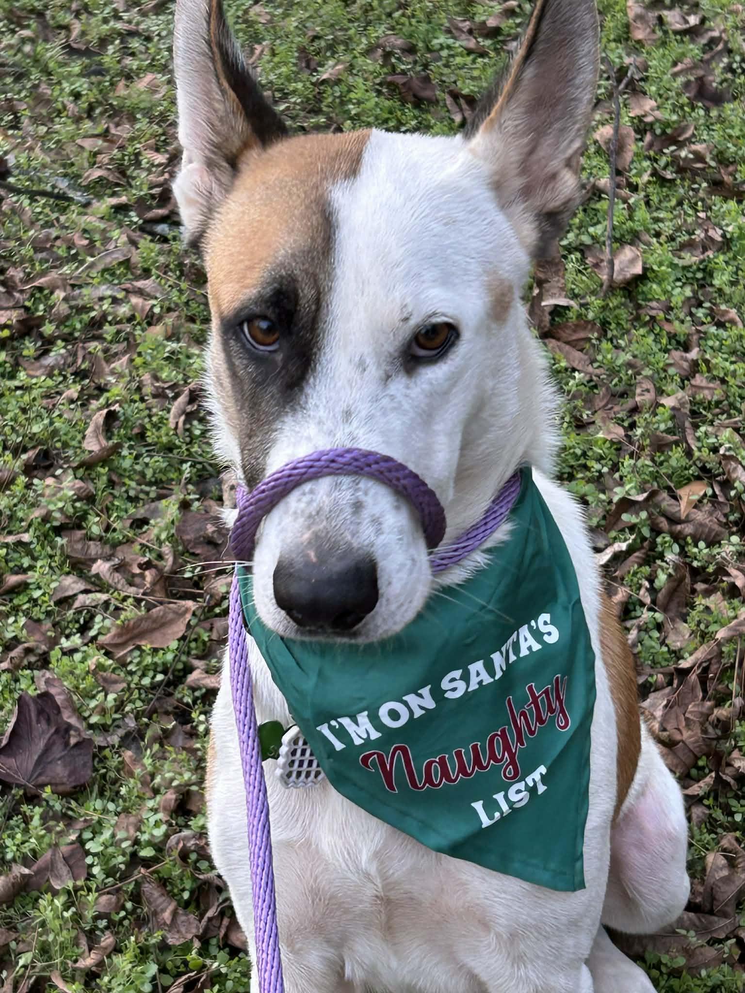 Panda, Adoptable, Adult Male German Shepherd Dog.