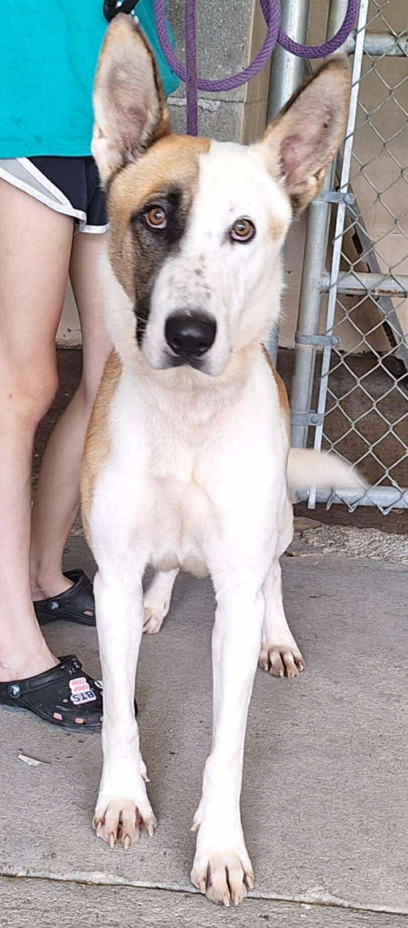Enlarge Panda, a Adoptable German Shepherd Dog in Montgomery, AL image 2/3