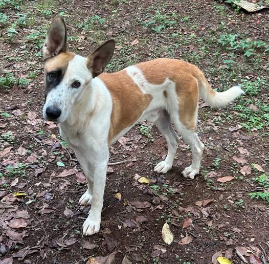 Enlarge Panda, a Adoptable German Shepherd Dog in Montgomery, AL image 3/3