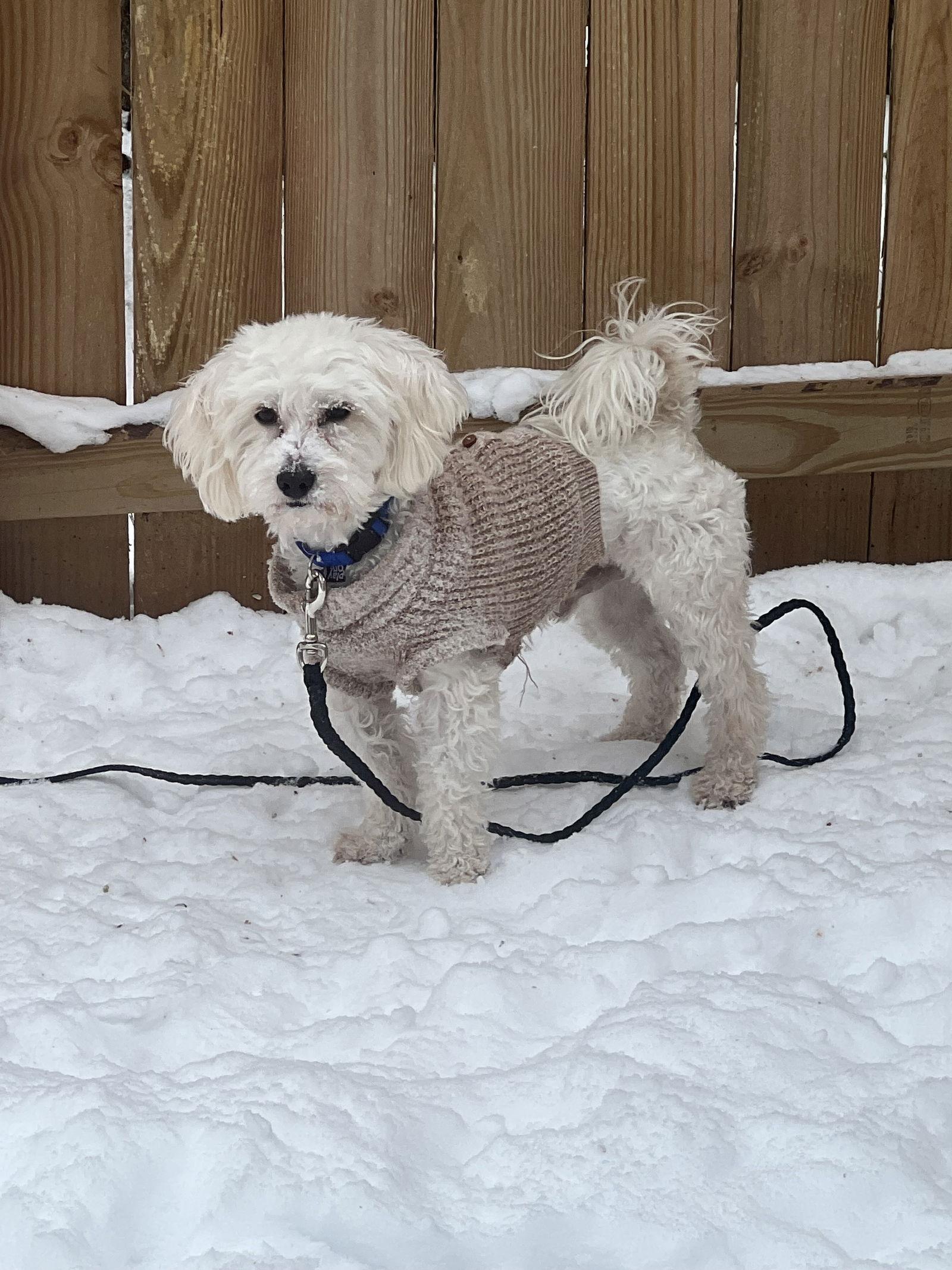 D Litter Toby + thumbnail 2