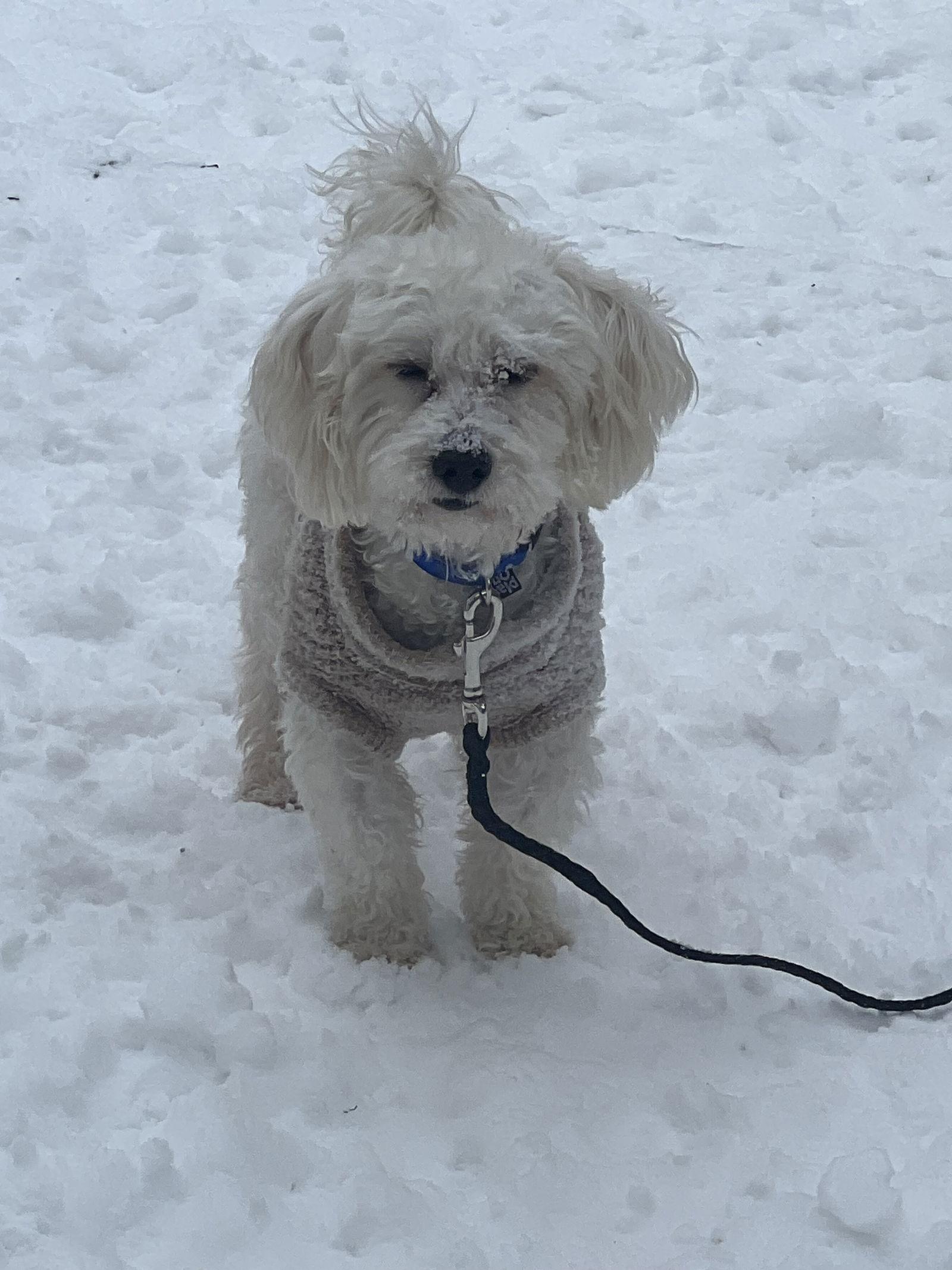 D Litter Toby + thumbnail 3