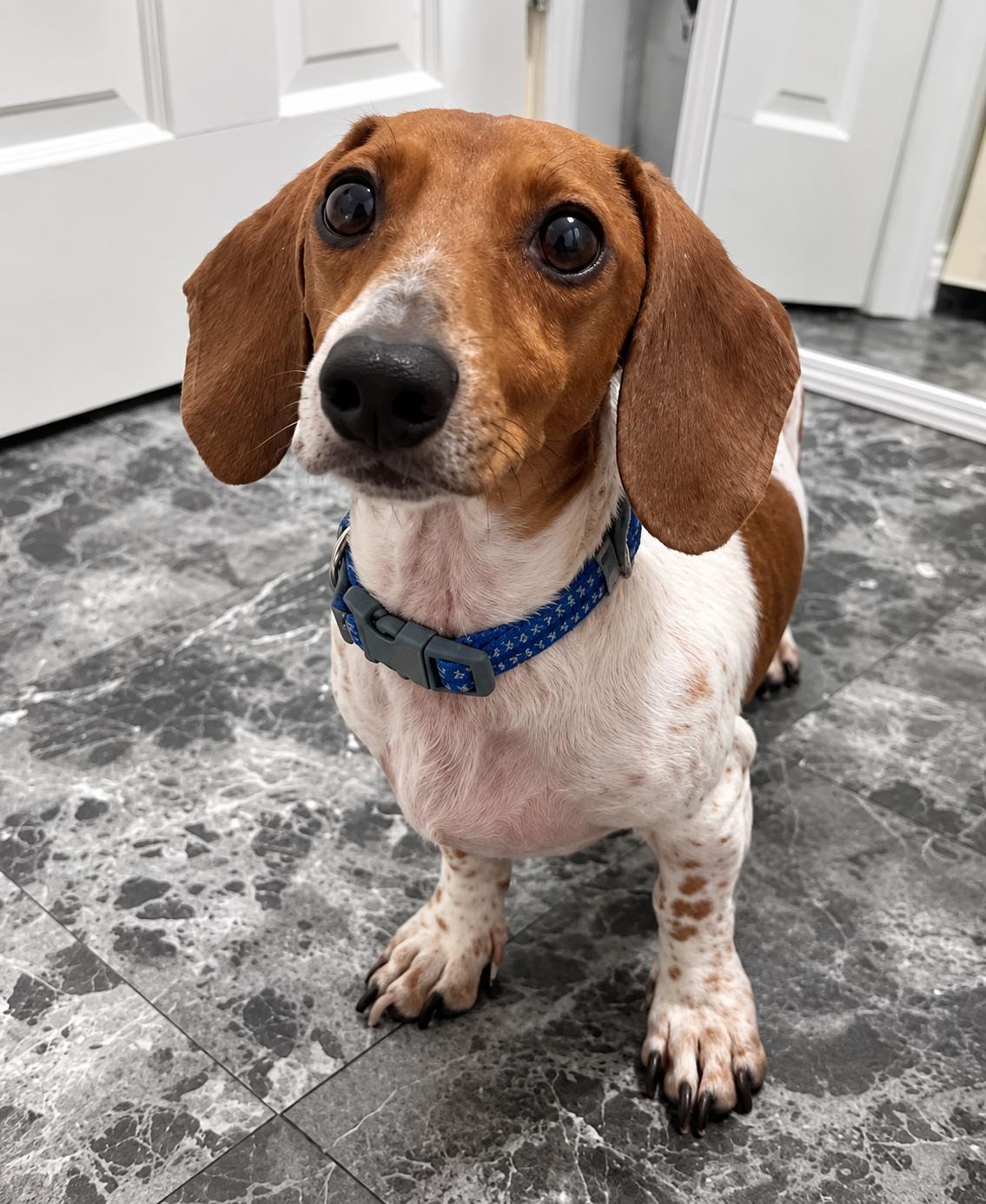 Finn photo