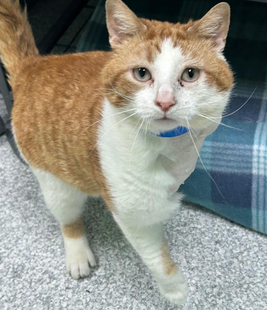 Enlarge Honk, a Adoptable mixed breed in Washington Court House, OH image 2/3