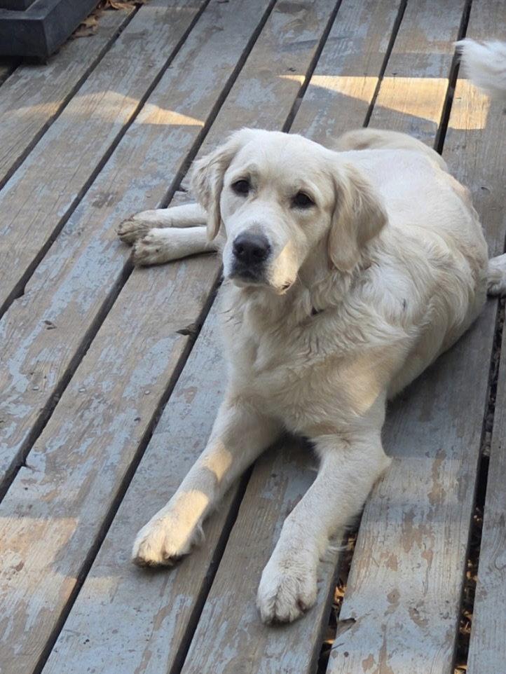 Birdie 26, a Adopted Golden Retriever in Hillside, IL image 1/2