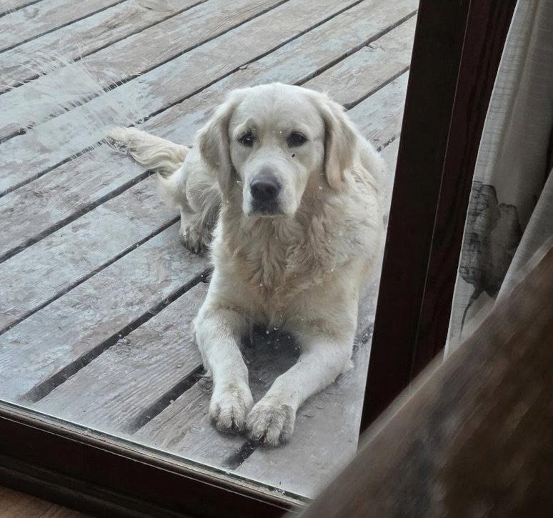 Birdie 26, a Adopted Golden Retriever in Hillside, IL image 2/2