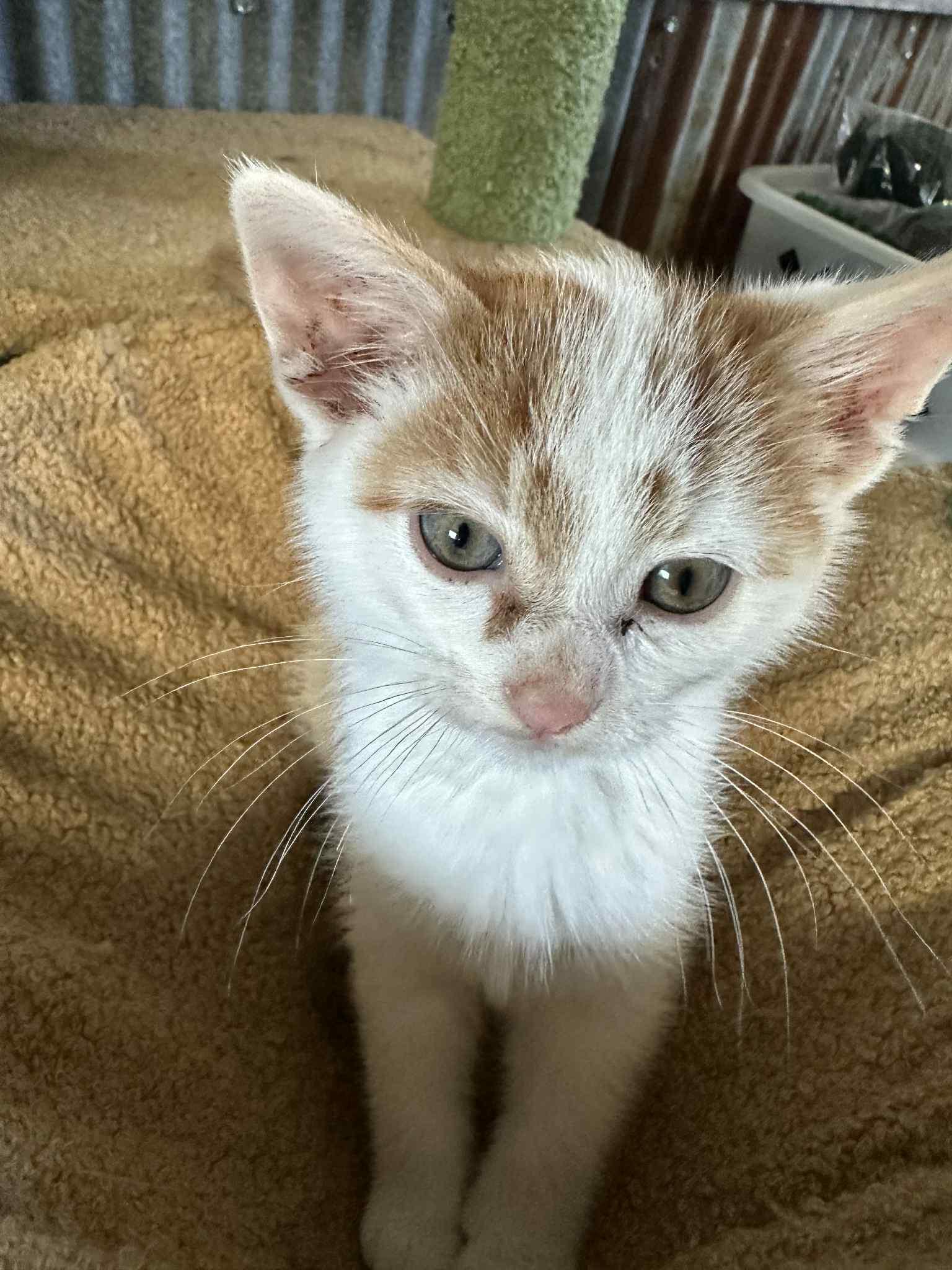 Enlarge Ratatouille, a Adoptable Domestic Short Hair in Reeseville, WI image 2/5