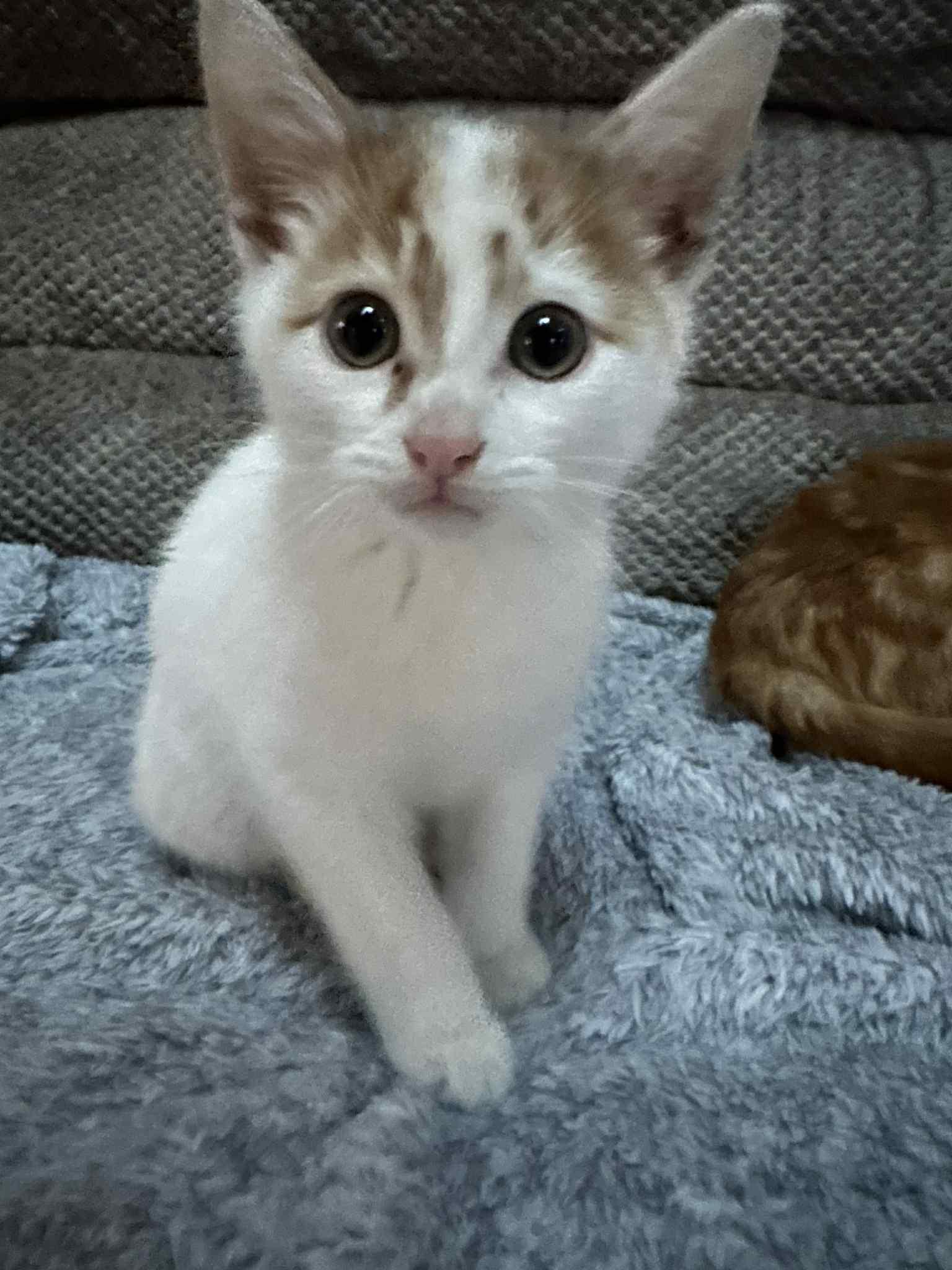 Ratatouille, Adoptable, Kitten Male Domestic Short Hair.