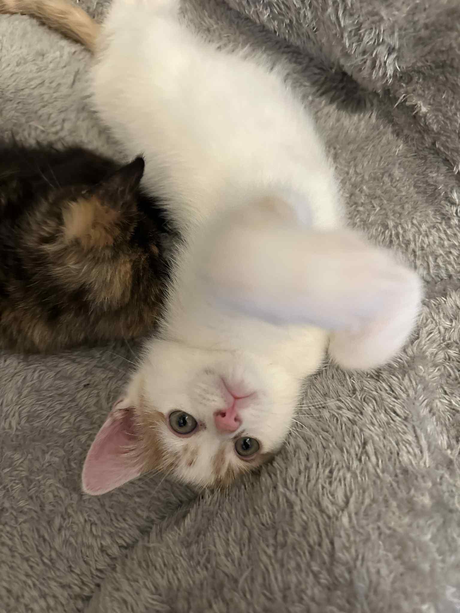 Enlarge Ratatouille, a Adoptable Domestic Short Hair in Reeseville, WI image 3/5