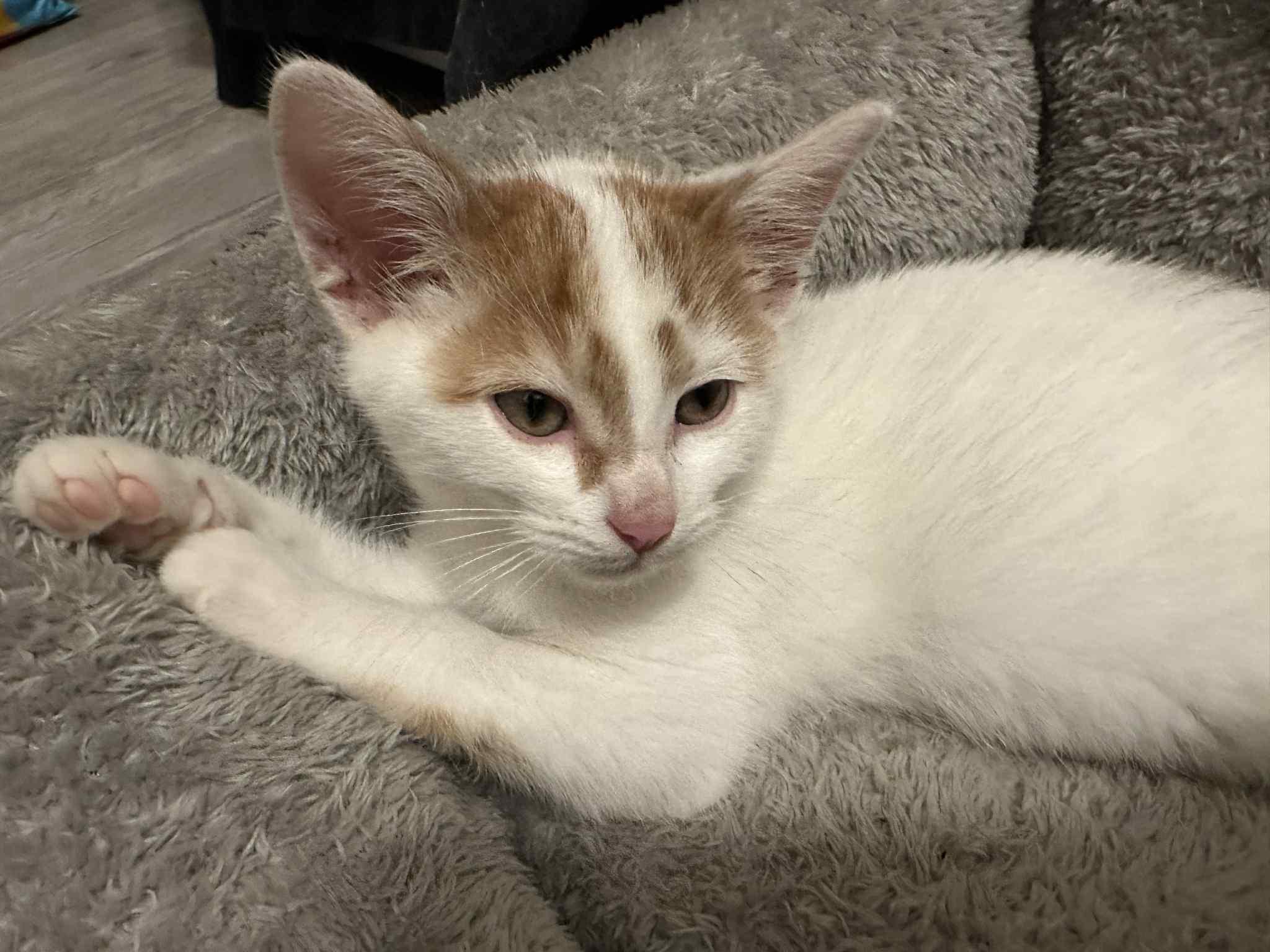 Enlarge Ratatouille, a Adoptable Domestic Short Hair in Reeseville, WI image 5/5