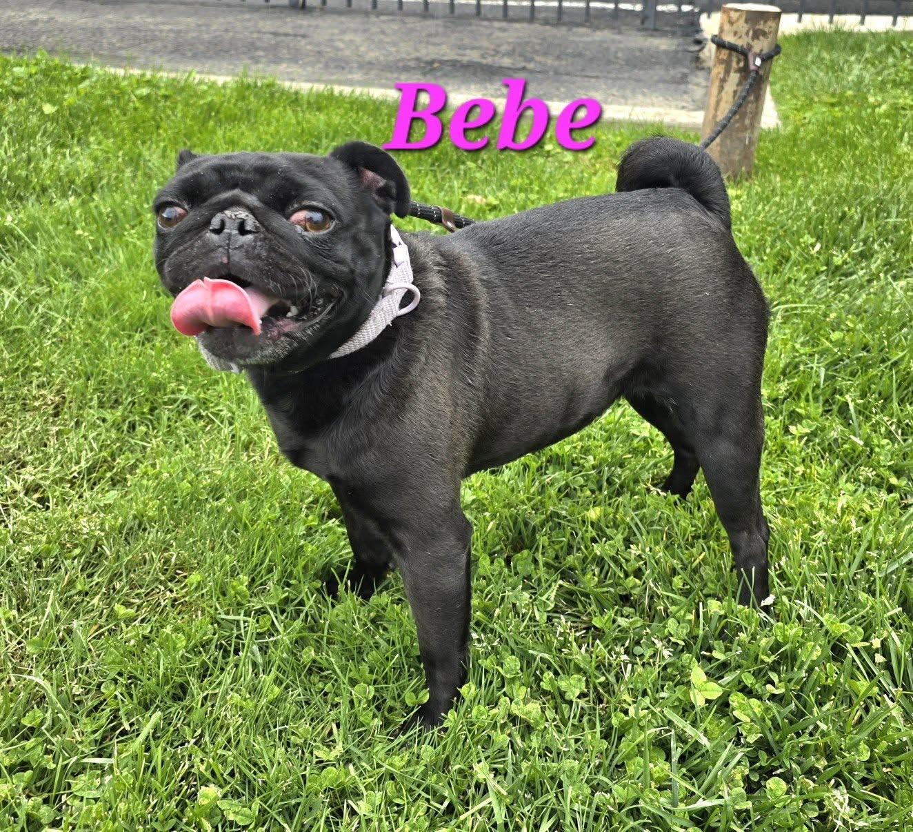 Bebe, Adoptable, Adult Female Pug.