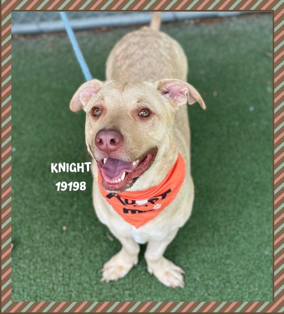 KNIGHT, a ADOPTABLE mixed breed in Marietta, GA image 3/5