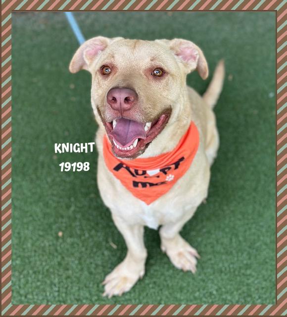 KNIGHT, a ADOPTABLE mixed breed in Marietta, GA image 4/5