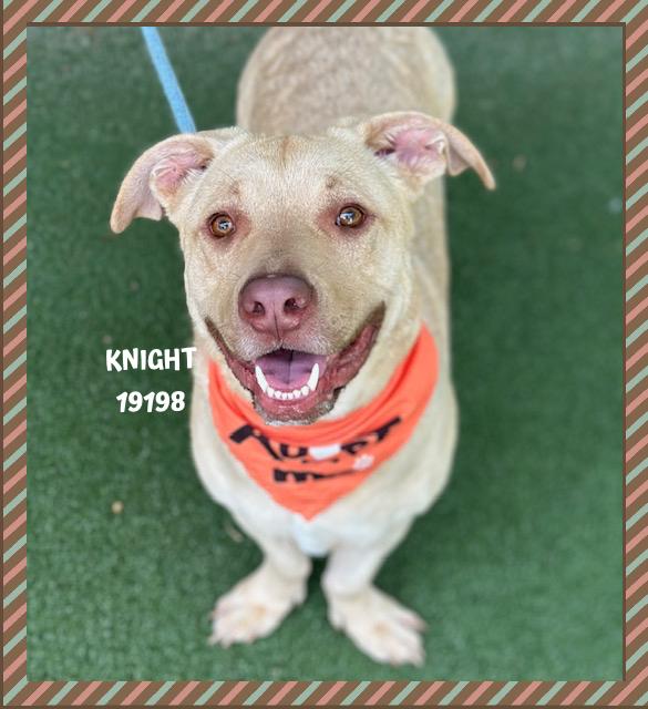 KNIGHT, ADOPTABLE, Young Male Pit Bull Terrier.