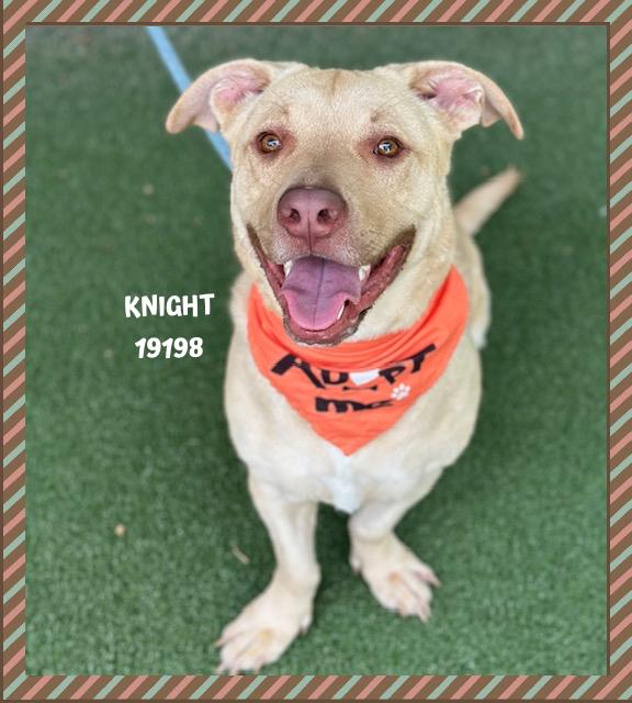 KNIGHT, a ADOPTABLE mixed breed in Marietta, GA image 5/5