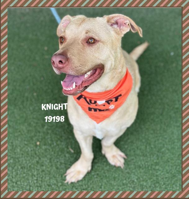 KNIGHT, a ADOPTABLE mixed breed in Marietta, GA image 2/5