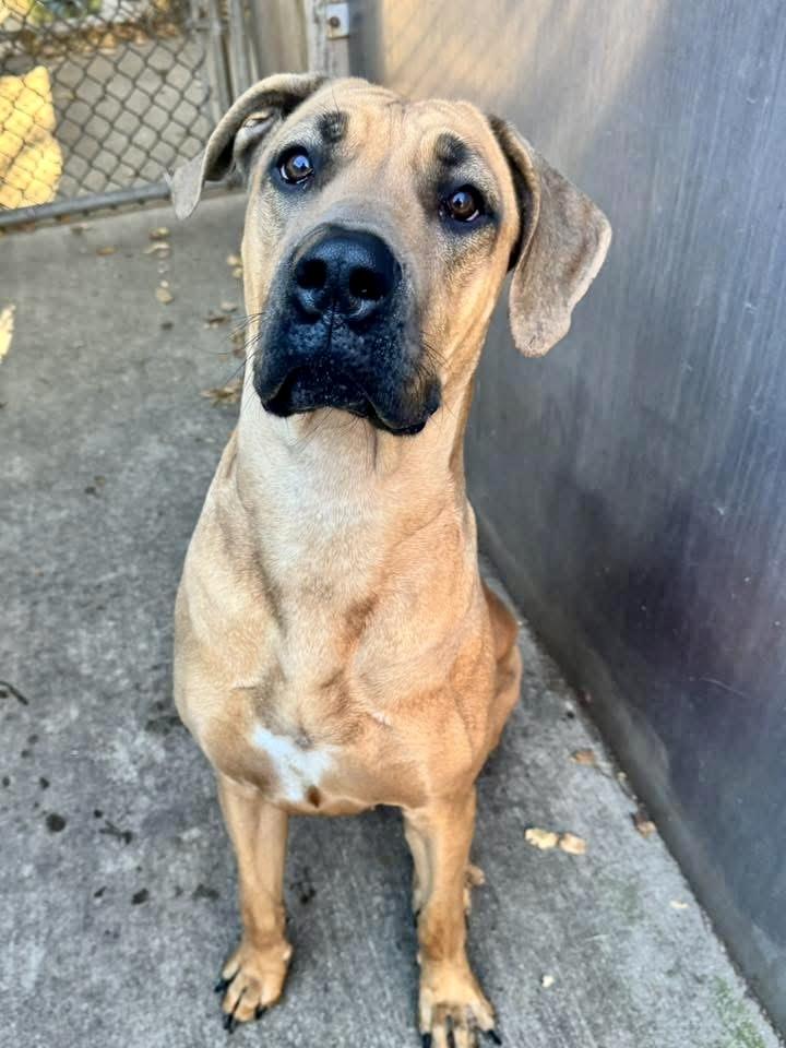 Enlarge Brandy, a ADOPTABLE Great Dane in Chicago, IL image 1/5