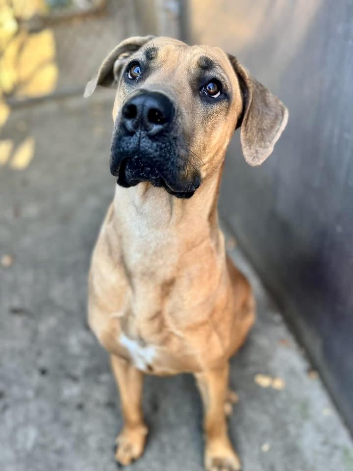 Enlarge Brandy, a ADOPTABLE Great Dane in Chicago, IL image 2/5