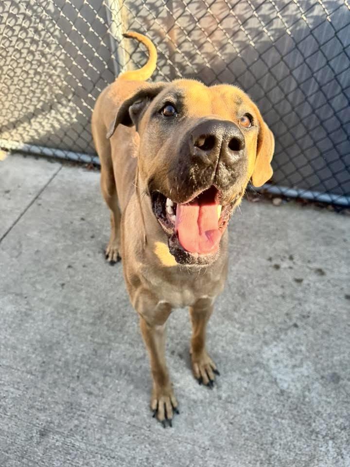 Enlarge Brandy, a ADOPTABLE Great Dane in Chicago, IL image 3/5