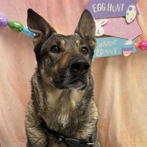 Charlie, Adoptable, Adult Male Shepherd.