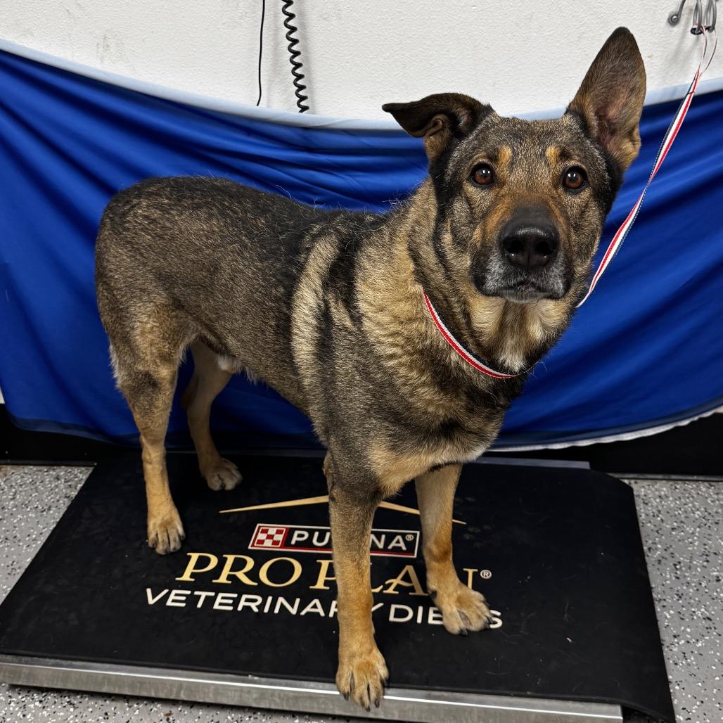 Charlie, a Adoptable Shepherd in Henderson, NV image 2/2