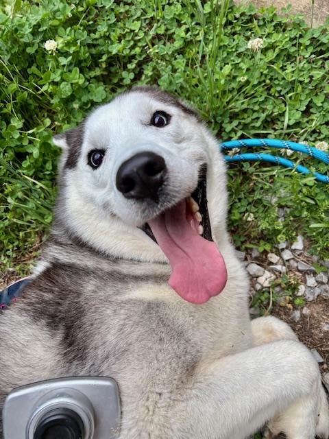 Enlarge Samson, a Adopted Siberian Husky in Loudon, TN image 2/4