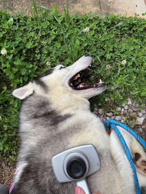 Enlarge Samson, a Adopted Siberian Husky in Loudon, TN image 3/4