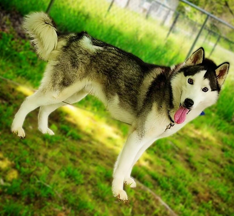 Enlarge Samson, a Adopted Siberian Husky in Loudon, TN image 4/4