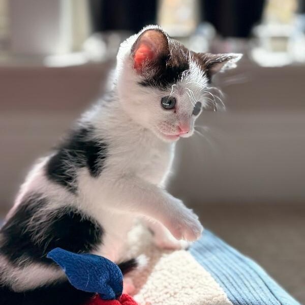 Dot Teeny Tiny Heart Stealer