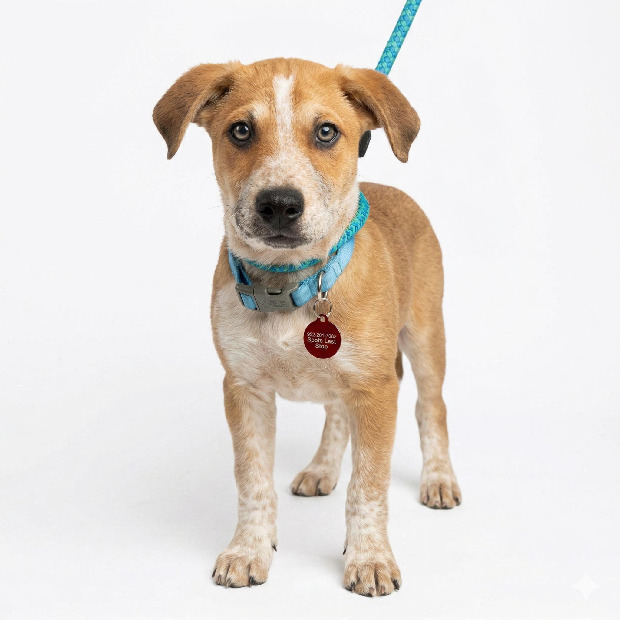 Dickens, ADOPTABLE, Puppy Male Mixed Breed.