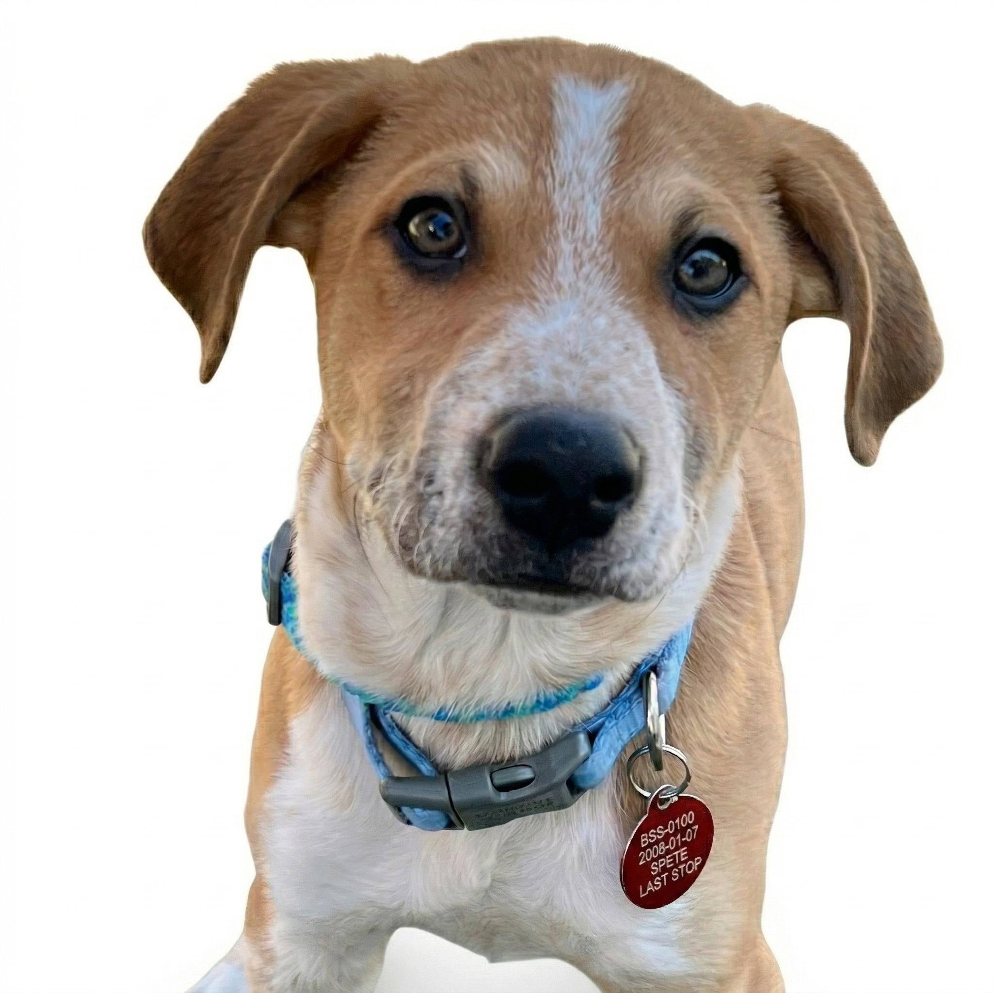 Enlarge Dickens, a ADOPTABLE Mixed Breed in Prior Lake, MN image 2/5