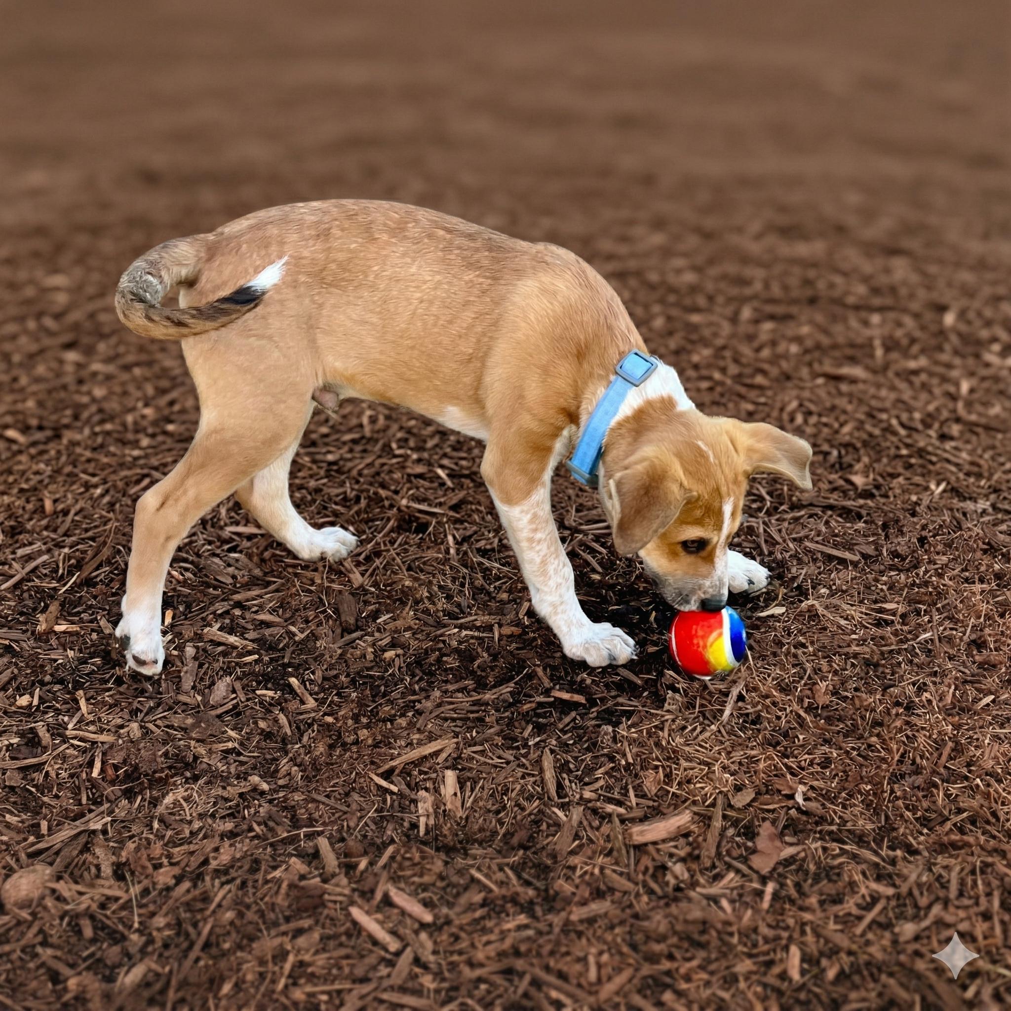 Enlarge Dickens, a ADOPTABLE Mixed Breed in Prior Lake, MN image 4/5