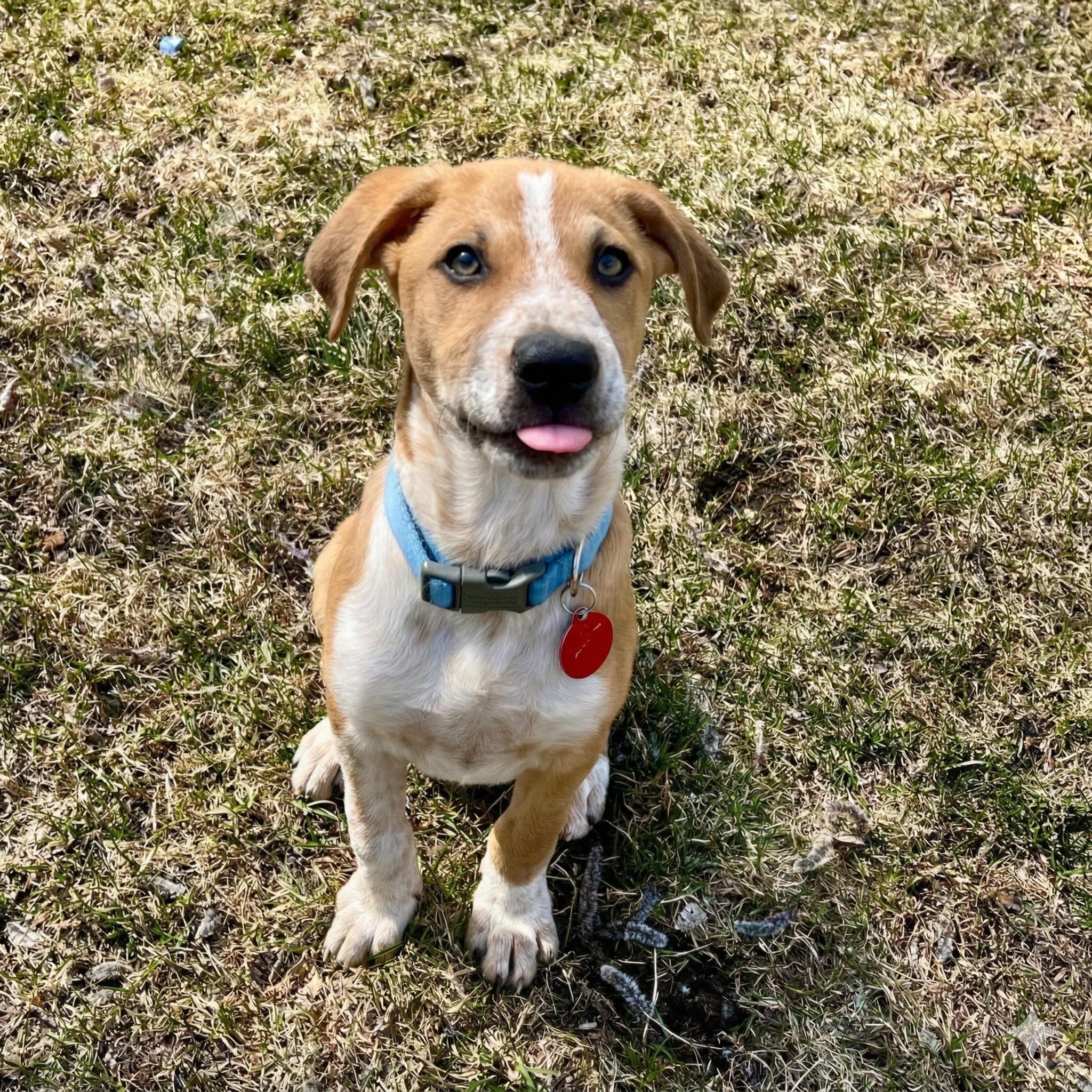 Enlarge Dickens, a ADOPTABLE Mixed Breed in Prior Lake, MN image 3/5
