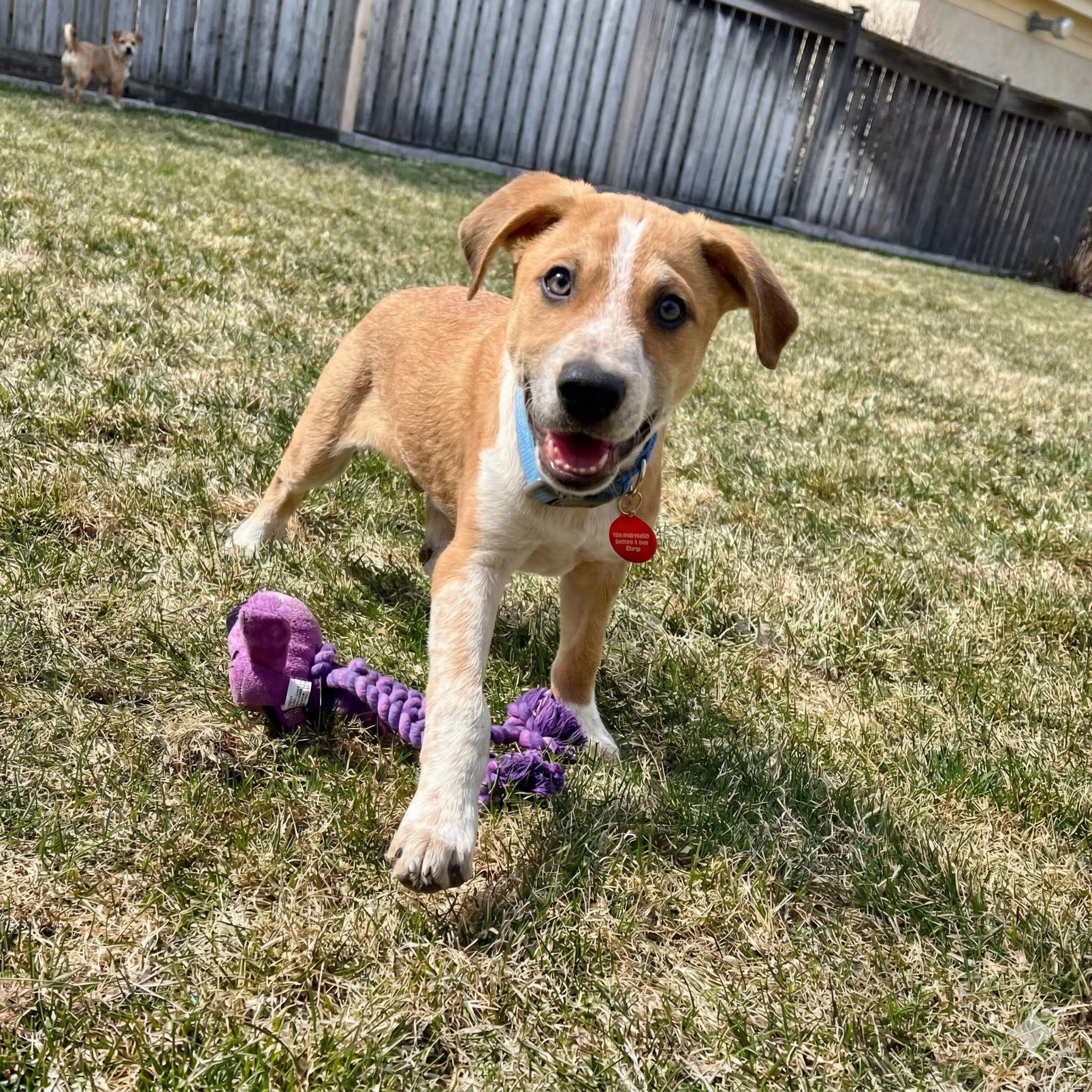 Enlarge Dickens, a ADOPTABLE Mixed Breed in Prior Lake, MN image 5/5