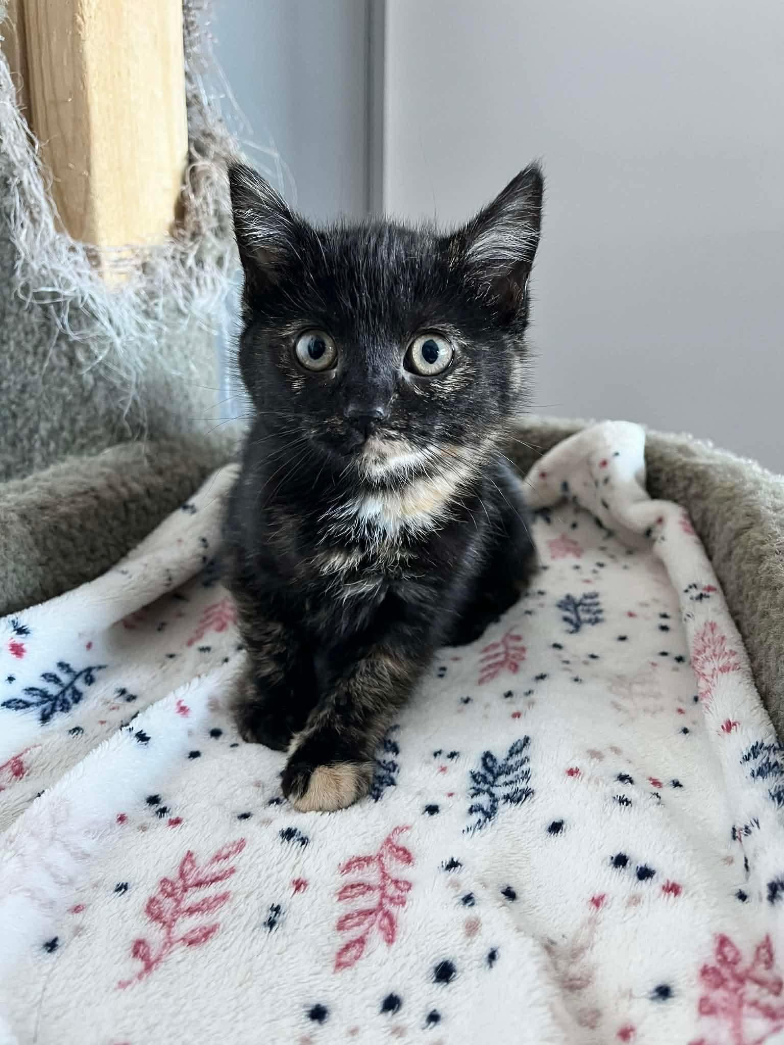 Enlarge Daffodil, a ADOPTABLE Domestic Short Hair in Weyburn, SK image 1/1