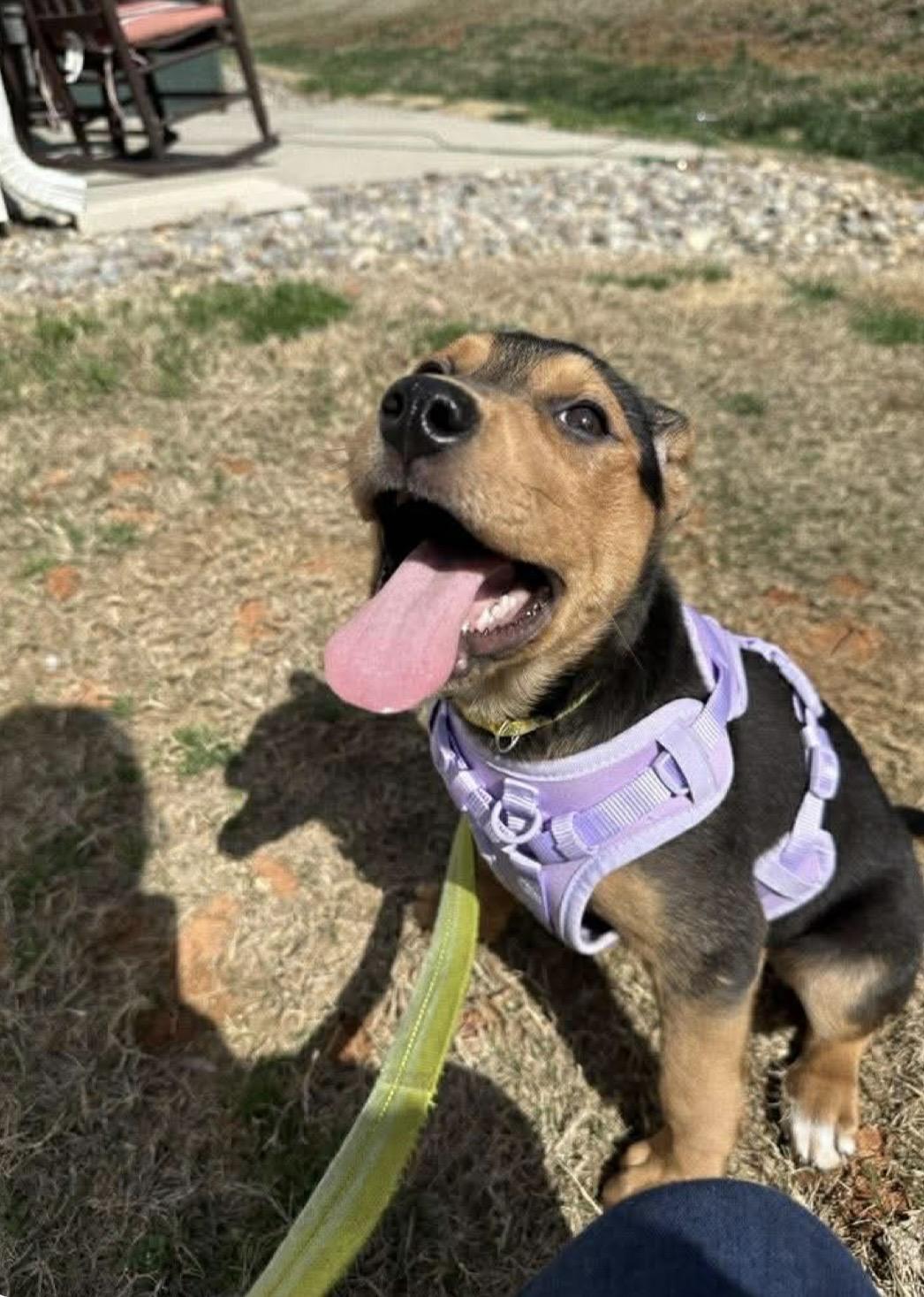 Enlarge Sunshine , a ADOPTABLE mixed breed in Kannapolis, NC image 3/4
