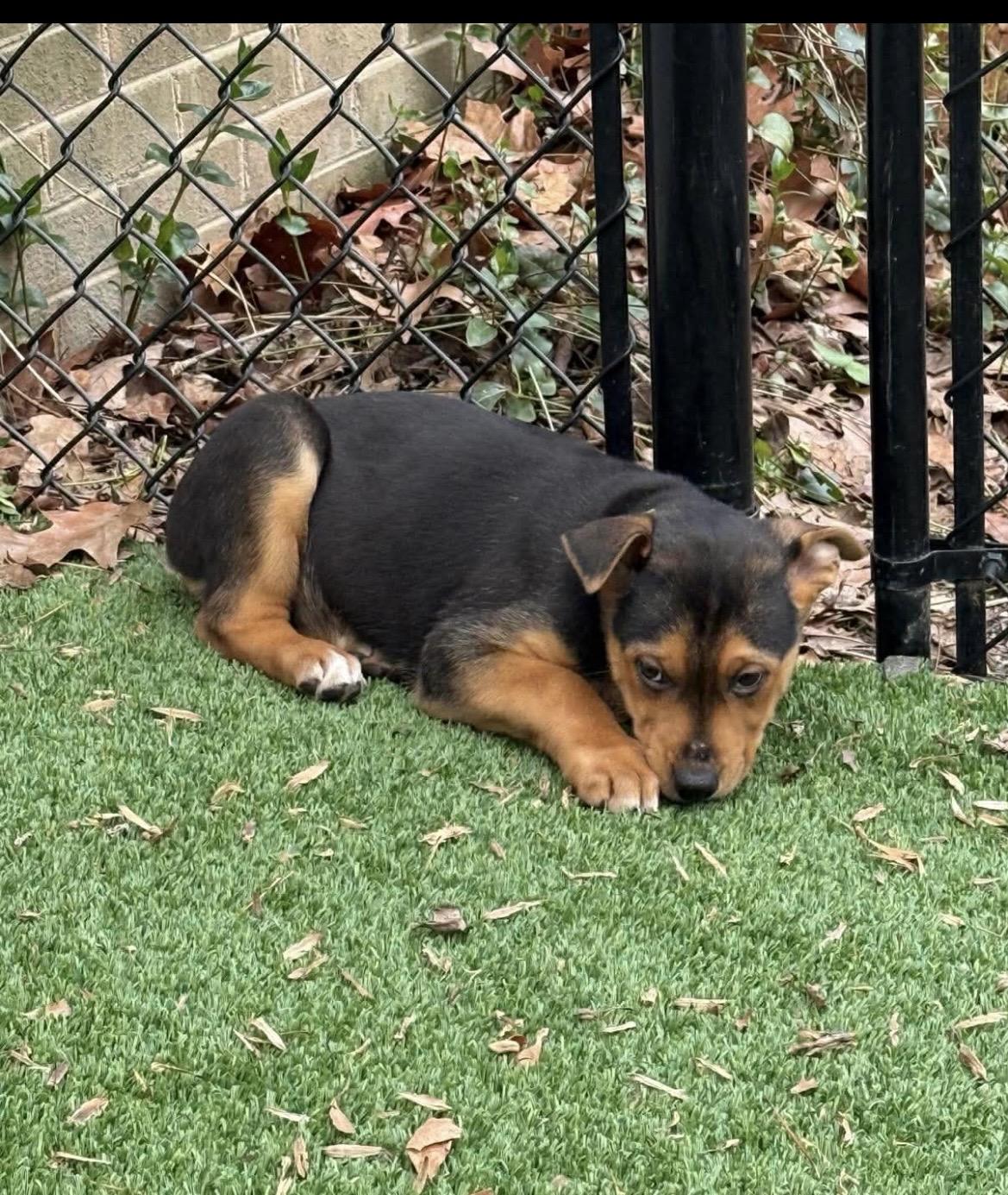 Enlarge Sunshine , a ADOPTABLE mixed breed in Kannapolis, NC image 4/4