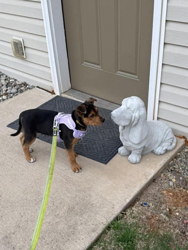 Enlarge Sunshine , a ADOPTABLE mixed breed in Kannapolis, NC image 2/4