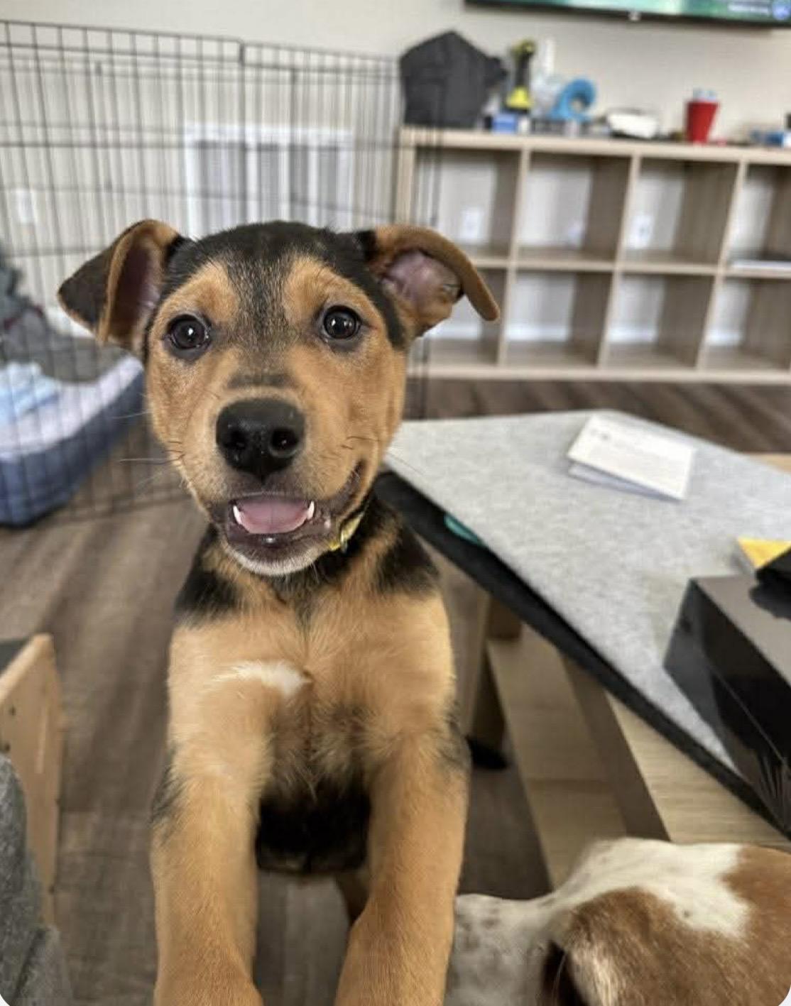 Sunshine , ADOPTABLE, Puppy Female Rottweiler & Shepherd.