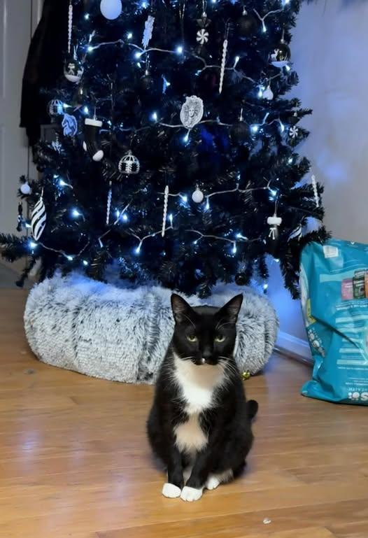 Dominic, Adoptable, Senior Male Domestic Short Hair.