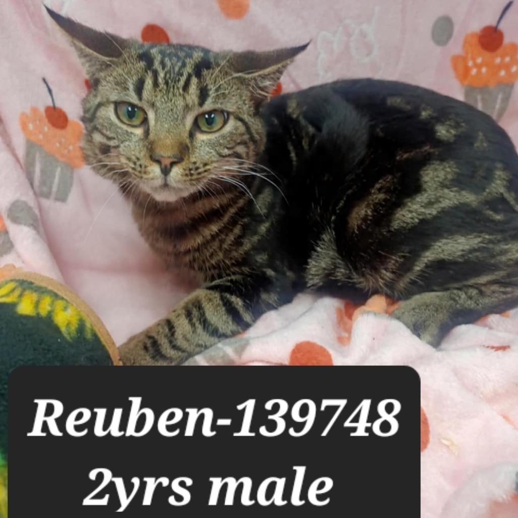Reuben, Adoptable, Adult Male Domestic Short Hair.