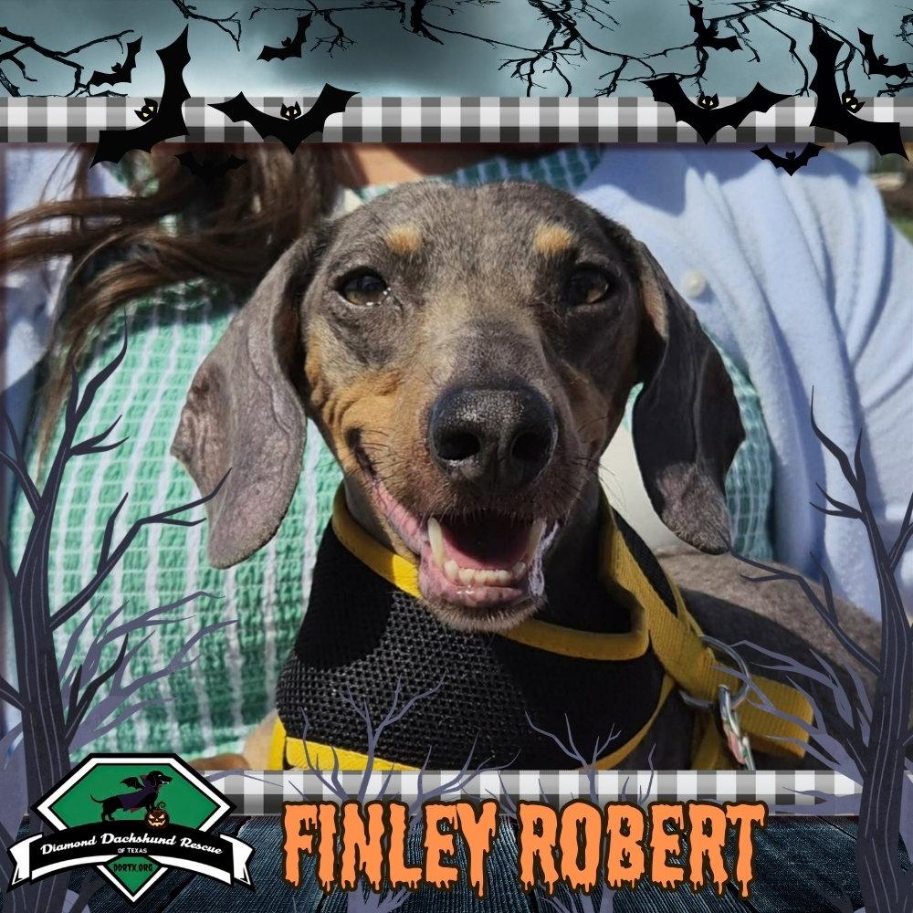 Enlarge Finley Robert+, a Adoptable Dachshund in San Antonio, TX image 1/3