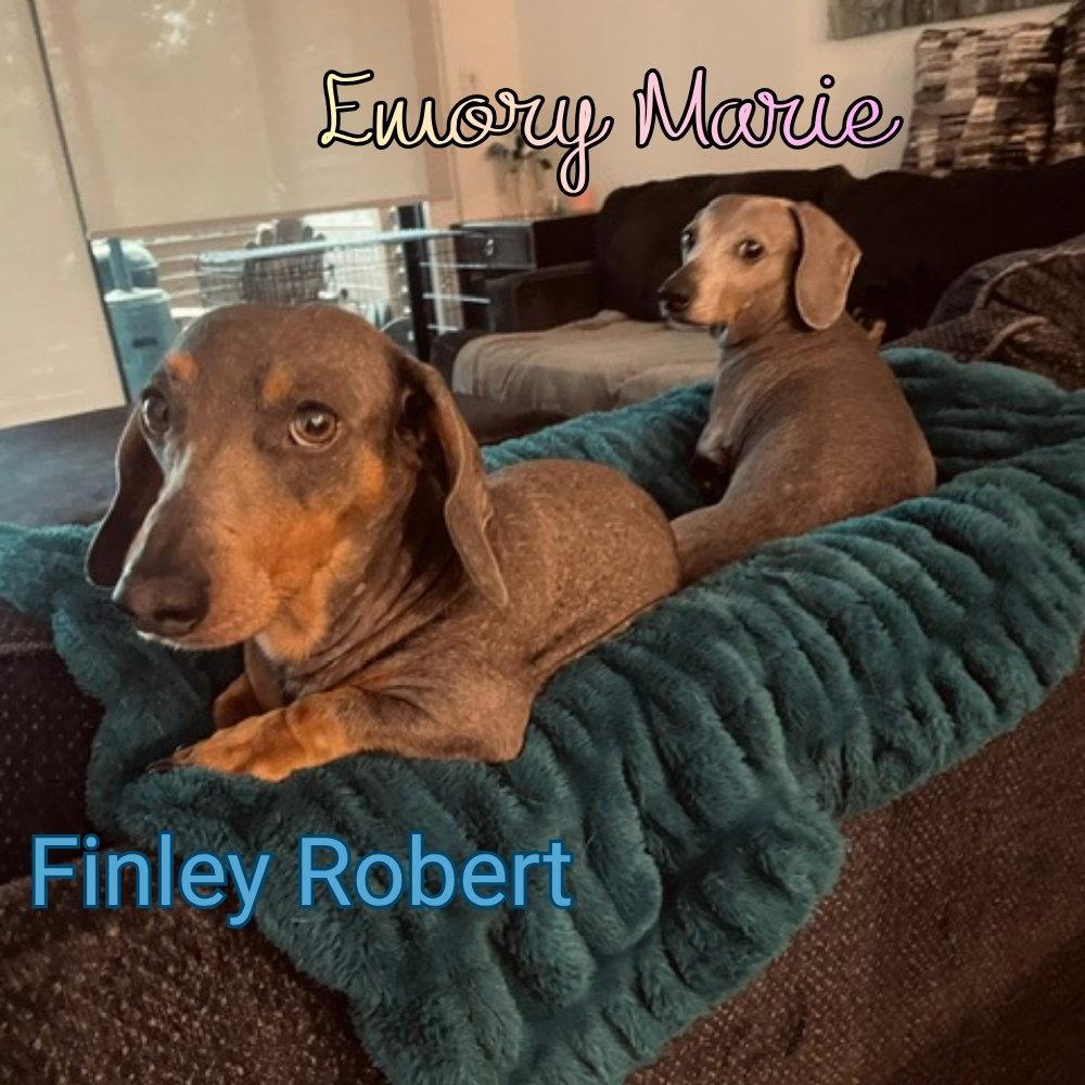 Finley Robert+, Adoptable, Adult Male Dachshund.