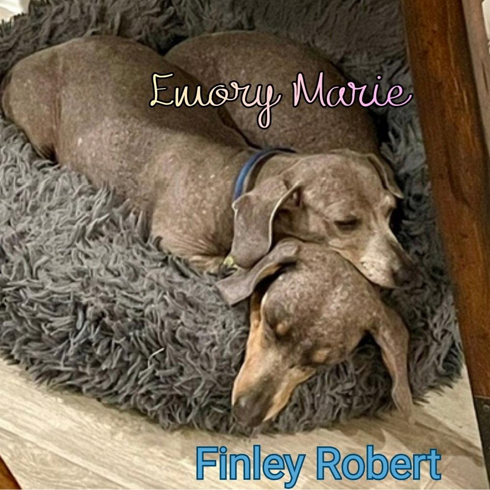 Finley Robert+, a Adoptable Dachshund in San Antonio, TX image 2/3