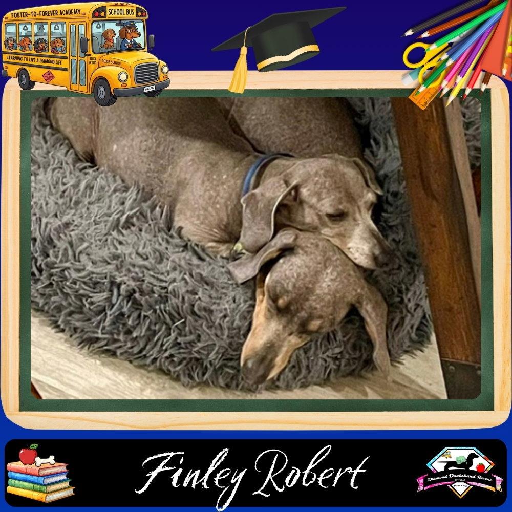 Finley Robert+, a Adoptable Dachshund in San Antonio, TX image 3/3