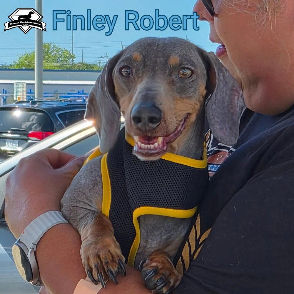 Enlarge Finley Robert+, a Adoptable Dachshund in San Antonio, TX image 2/3